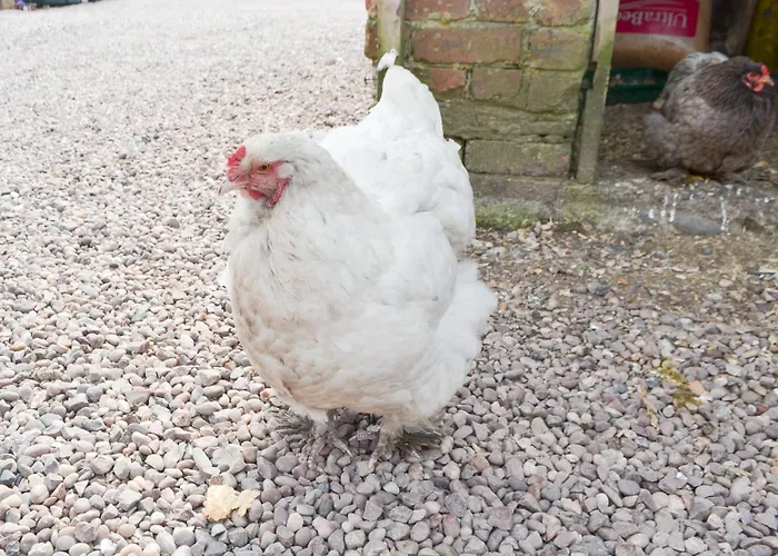 Holiday home Ryans Shepherd Hut - Uk43565 *
