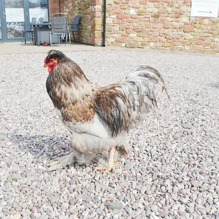 Ferienhaus Ryans Shepherd Hut - Uk43565 Bowness-on-Solway